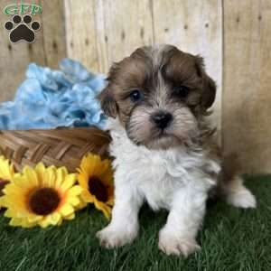 Wrangler, Shih-Poo Puppy